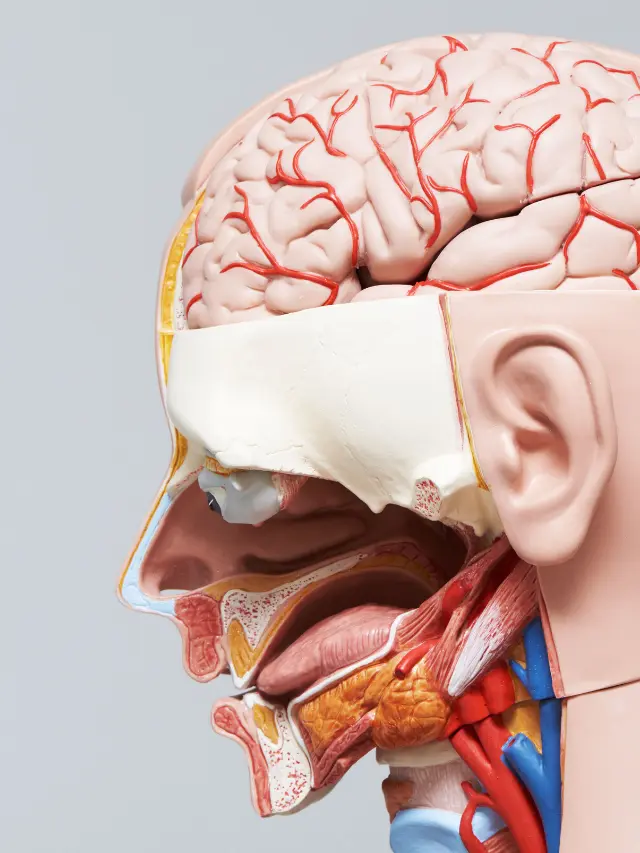 head and neck