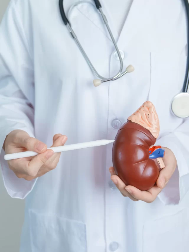 doctor-holding-anatomical-kidney-adrenal-gland-model-disease-urinary-system-stones-cancer-world-kidney-day-chronic-kidney-urology-nephritis-renal-transplant-concept