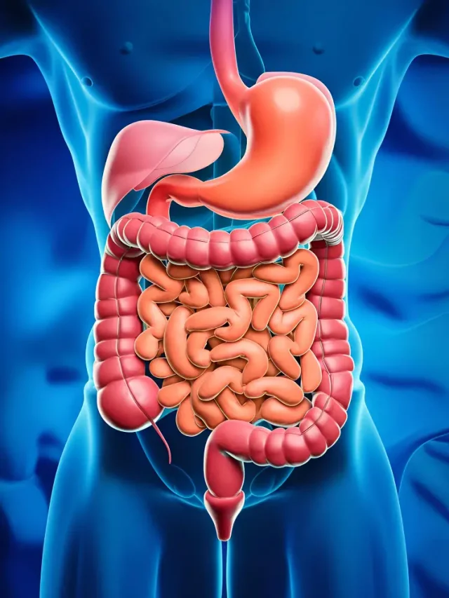 Functions of Digestive System