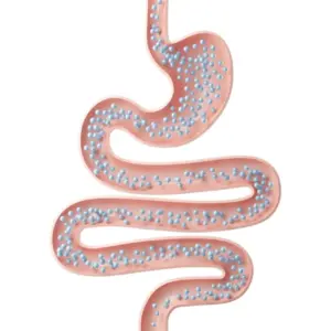 fpkdl.com_960_1761643099_intestine-with-small-ball-medical-concept-human-anatomy-intestine-with-gas-3d-illustration_36845-850